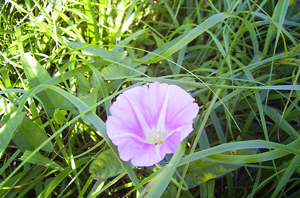 株式会社中川建設　中川の自然　写真3