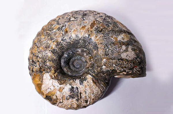 株式会社中川建設　中川の自然　写真11